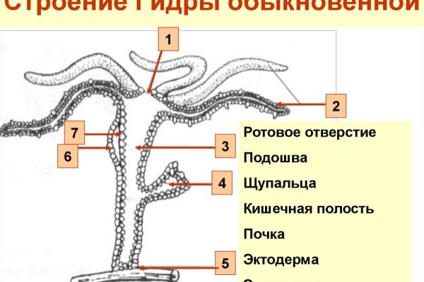 Найти зеркало кракена